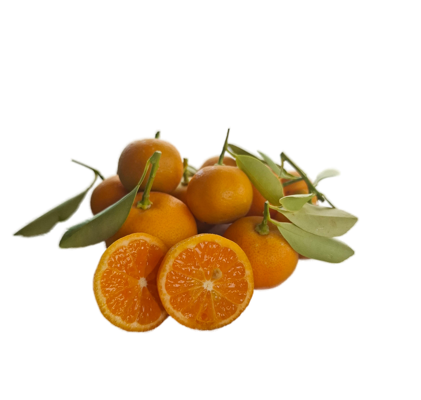 Calamondin