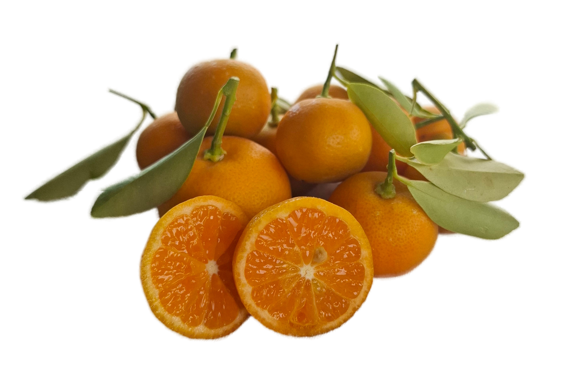Calamondin
