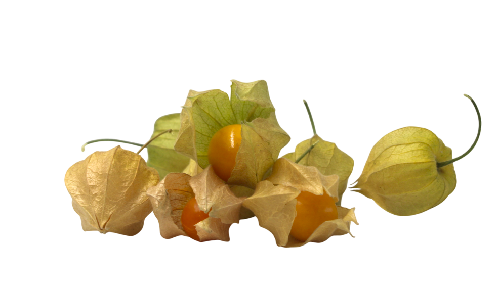 Physalis