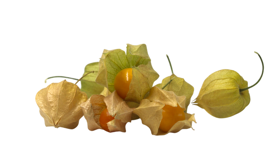 Physalis