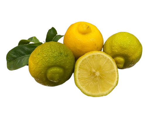 Bergamota