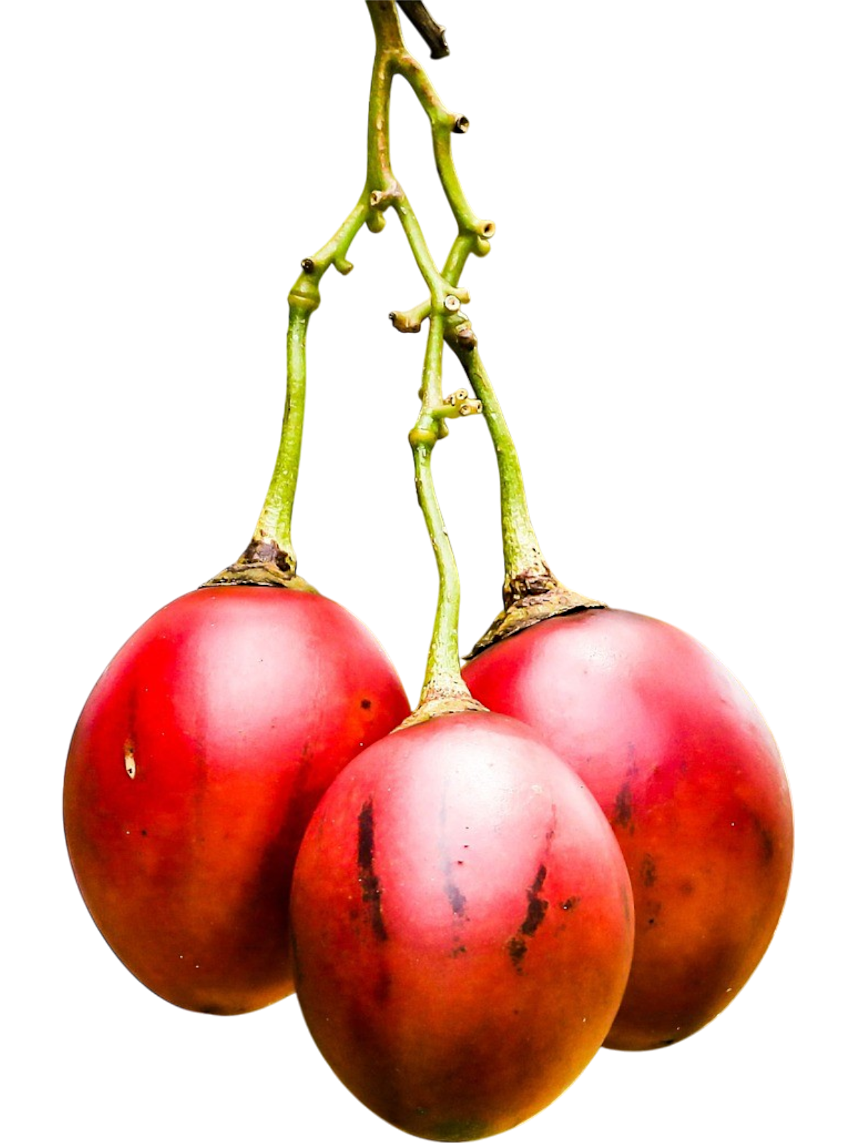 Tamarilho