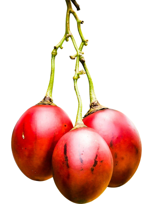 Tamarilho