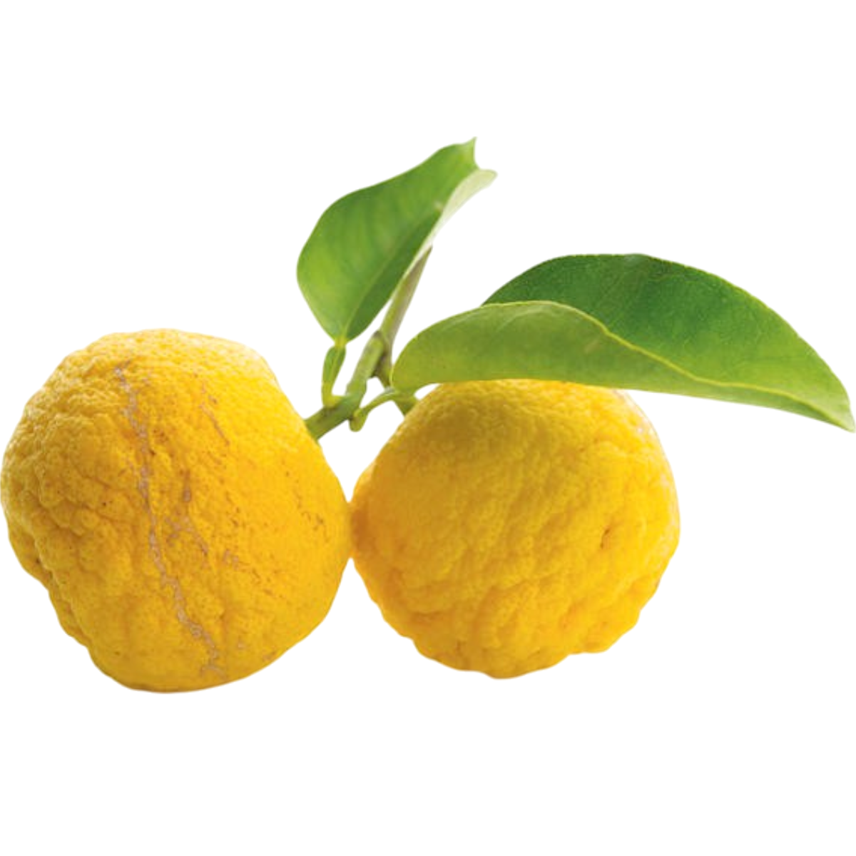Yuzu
