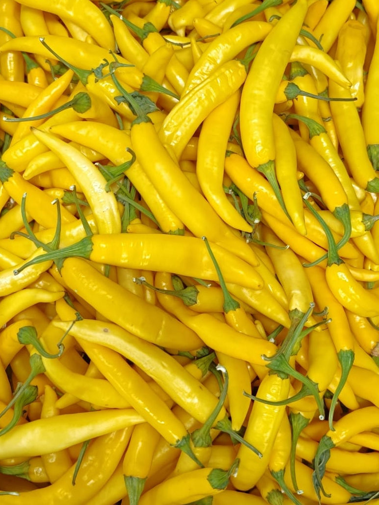 Malagueta Yellow, Red & Green