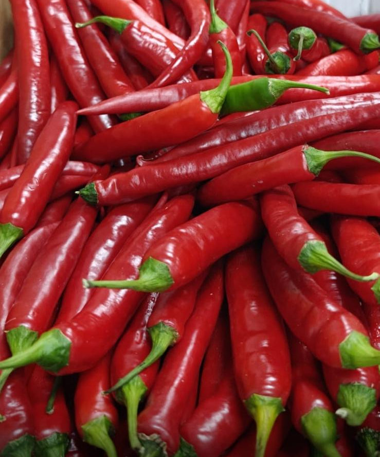 Malagueta Yellow, Red & Green