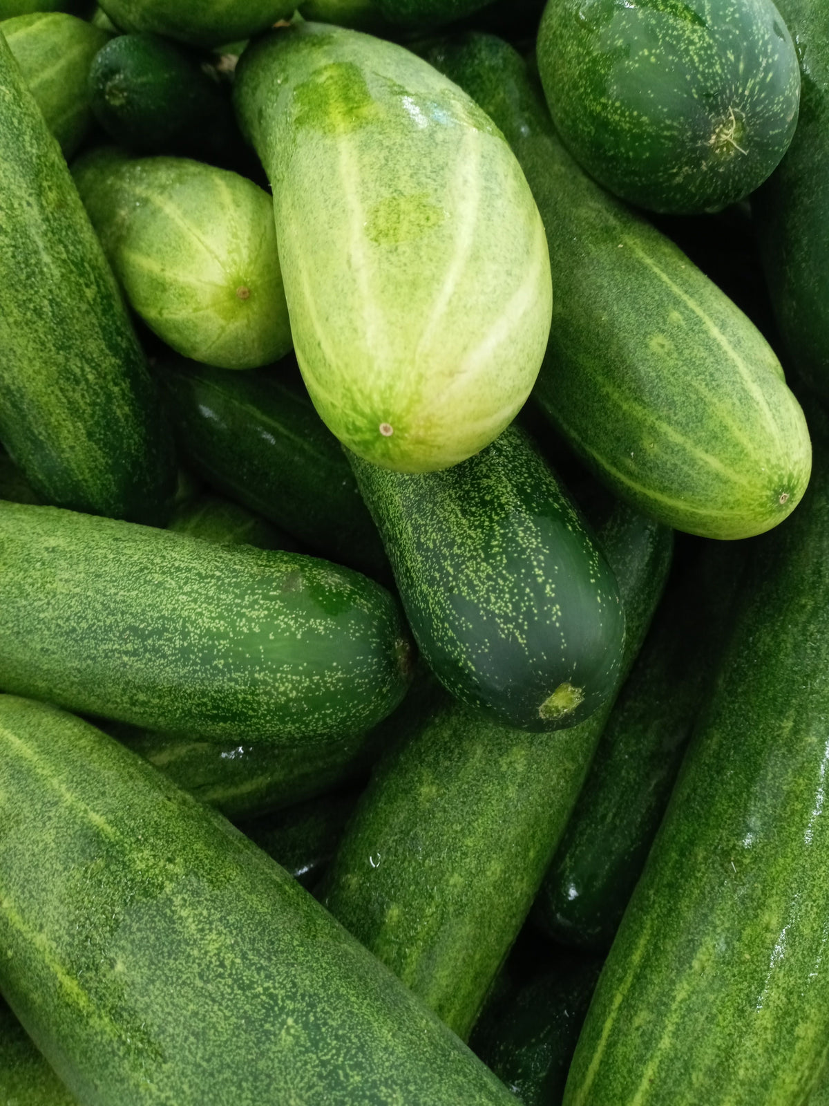 Cucumber